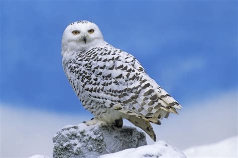 Snowy Owl | The Biggest Animals Kingdom