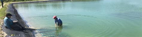 UF/IFAS researchers working to help restore Lake Apopka - UF/IFAS News