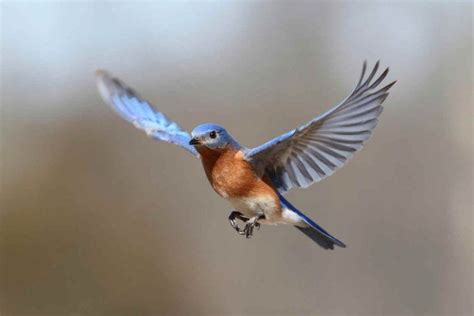 Imagen de un pajaro volando | Blue bird, Birds flying, Eastern bluebird