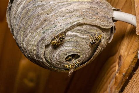 4 Types of Wasps Nests and Their Unique Features - AZ Animals