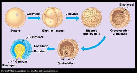 gastrulation - Google Search | Notas de biología, Biología celular ...