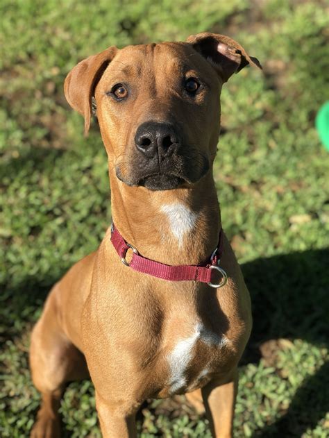 Floyd - Large Male Rhodesian Ridgeback Mix Dog in WA - PetRescue