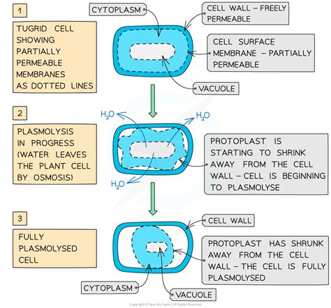 Osmosis in Animal & Plant Cells | OCR A Level Biology Revision Notes 2017