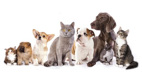 Dog and Cat Populations Are Approaching Human Numbers – Where Are the ...