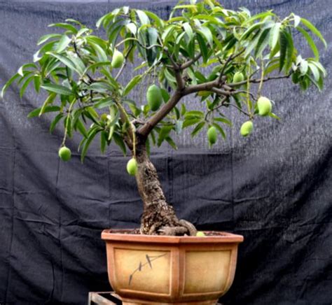 Mangala's Bonsai: New Bonsai of the season