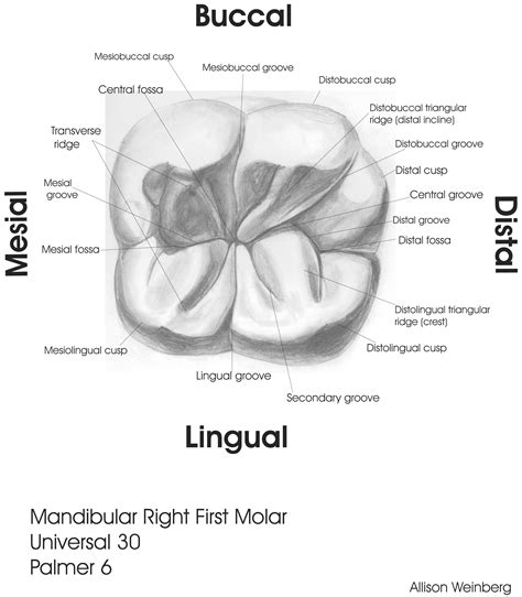 Sample Drawings | Tooth Morphology