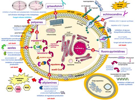 Action Mechanisms of Antifungal Drugs. Polyenes, azoles and allylamines ...