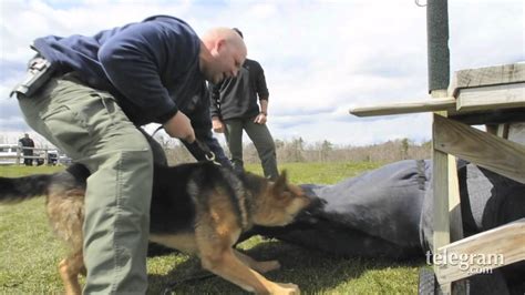 How Do Police Train Dogs