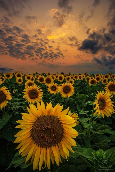 Sunflower Sunset - Sunset last night from a gorgeous sunflower field ...