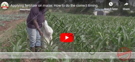 The Ultimate Guide to Maize Fertilizer Schedule: Boost Your Crop’s ...