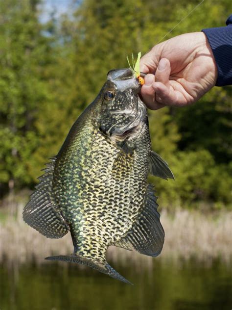 How to Catch Crappie | Gone Outdoors | Your Adventure Awaits