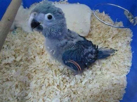 Baby Spix Macaw : r/parrots