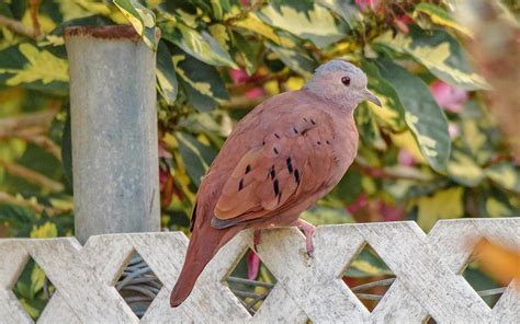 BirdsEye Photography: Ruddy Ground Dove Photo by Keshava Mysore