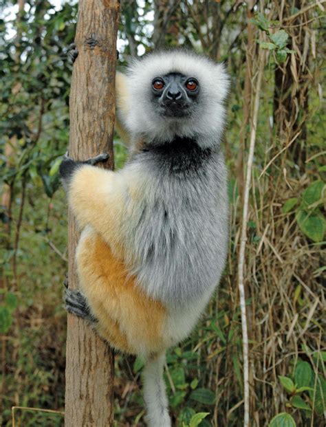 Sifaka | Endangered, Lemur, Madagascar | Britannica