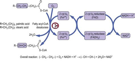 Biosynthesis and Storage of Fatty Acids - Medical Biochemistry