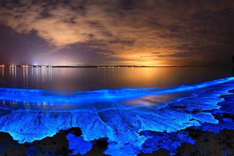 What causes Bioluminescence in the ocean - Biology Ease