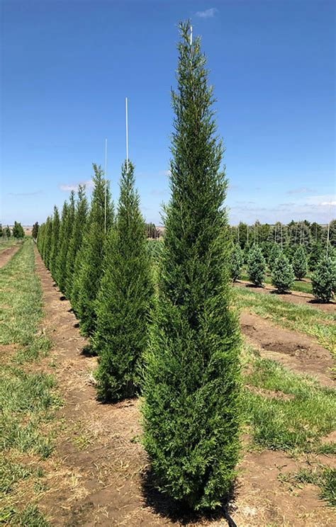 Taylor Juniper Evergreens | McMakin Farms