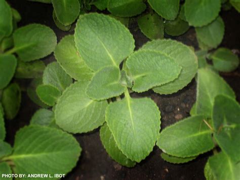 Ako si ANDREW IBOT!: Oregano - Halamang Gamot / Herbal Medicine