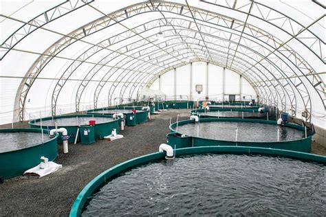 Disease from salmon farms has never been implicated to have impacted ...