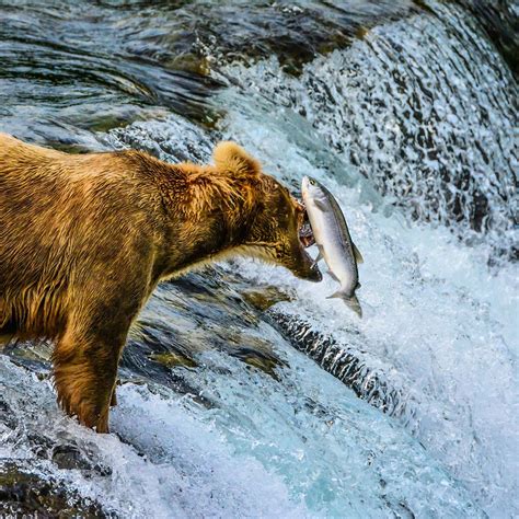 Brooks Falls (Katmai National Park and Preserve): All You Need to Know