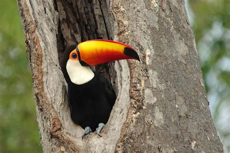 11 Fascinating Toucan Facts