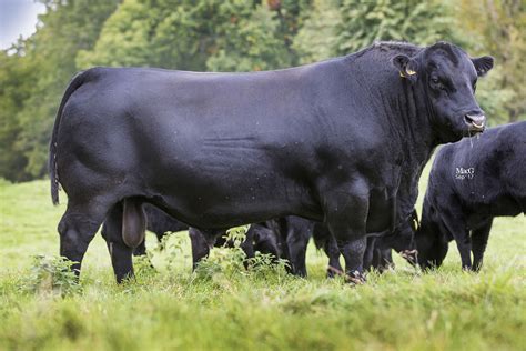 Breeders Resources - Aberdeen-Angus Cattle Society