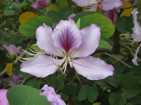 Conoce los cuidados de la Bauhinia forticata o pata de vaca