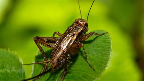 Cal Coast's Expert Cricket Pest Control Services - Say Goodbye to ...