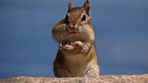 Stock Photo Cute Siberian chipmunk eating nuts free download