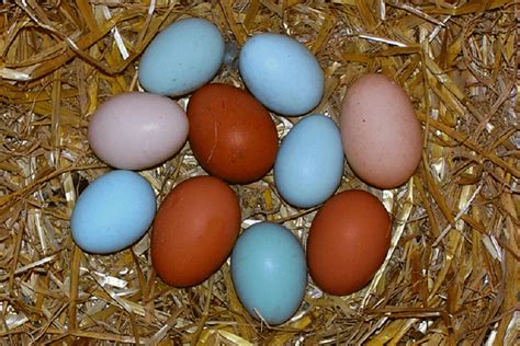 Ameraucana, Araucana, and Easter Egger: Blue, Green & Pink Colored Eggs.