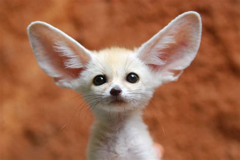 Baby Fennec Foxes are the cutest things : pics