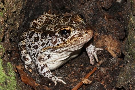 Flickriver: Photoset 'Gopher Frog' by MyFWC Florida Fish and Wildlife