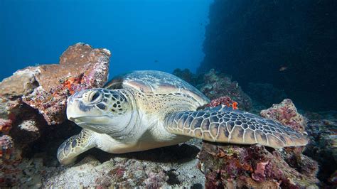 Search for Iconic Maldives Marine Life with your Dive Butler at Kudadoo