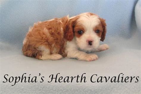 Cavalier King Charles Spaniel Puppy for Sale - Adoption, Rescue for ...