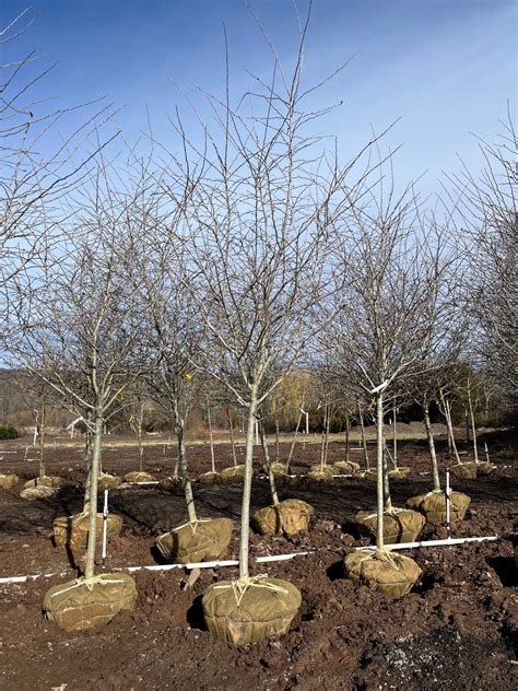 Crataegus v. ‘Winter King’; Winter King Hawthorn – Feeney's Wholesale ...