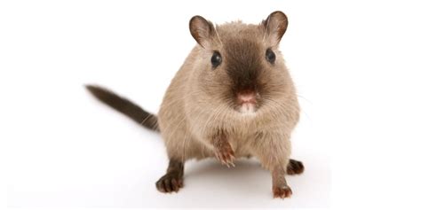 The Comprehensive Guide To Gerbil Care - and 10 Key facts about Gerbils