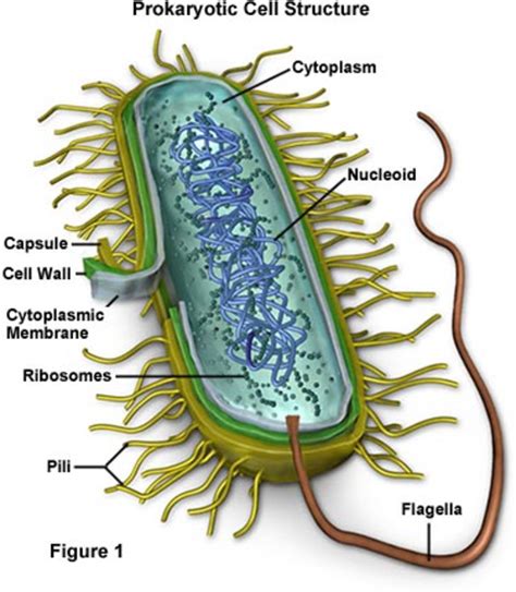 A Diagram Of A Bacteria