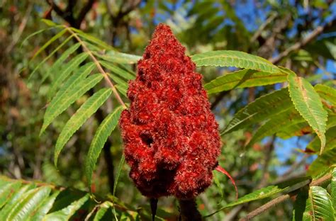 How to Identify Poison Sumac (with Pictures) | Organic seeds, Poison ...