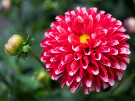 dahlia flower meaning in marathi - Leola Betz