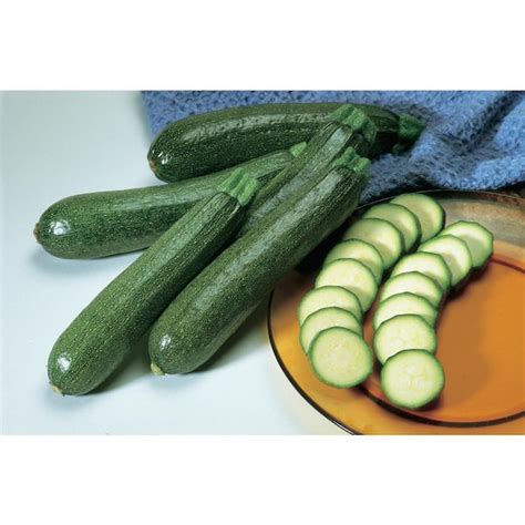 Pennington 4 in. Hybrid Zuch Squash Plant (6-Pack) PVSQU4HZU4PK - The ...