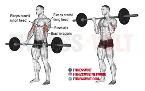 Barbell Curl: How To, Benefits, Muscles Worked, and Variations ...