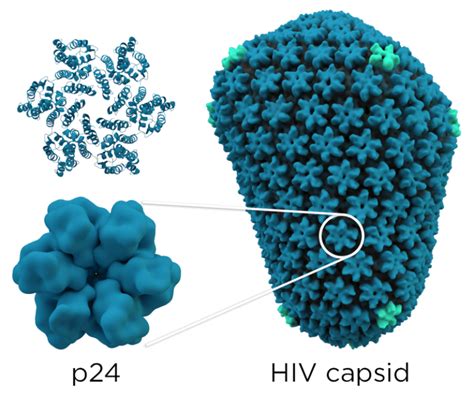 Difference Between Capsid and Capsomere | Compare the Difference ...