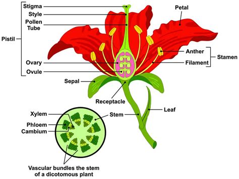 Parts of a Flower and Plant and Their Functions (8 Diagrams: Flower ...