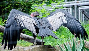 Andean Condor - Brandywine Zoo - Wilmington, Delaware 302.571.7747