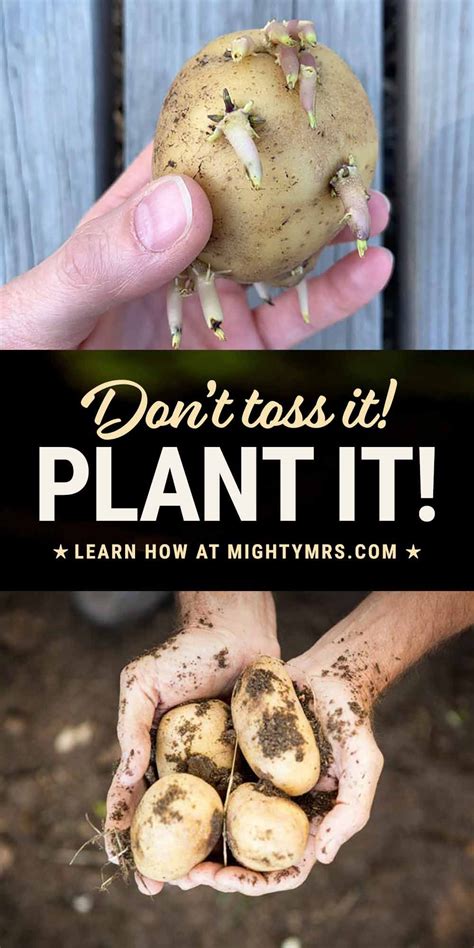 How to Plant a Sprouted Potato - Mighty Mrs | Super Easy Recipes in ...