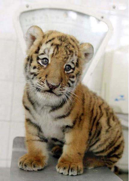 Super Cute Baby Tiger | There is nothing more I love than driving in a ...