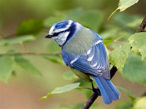 Discover the Enchanting World of the Blue Tit: Nature's Musical Wonder ...