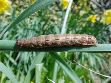 Sussex Nature Notes: Large brown caterpillar