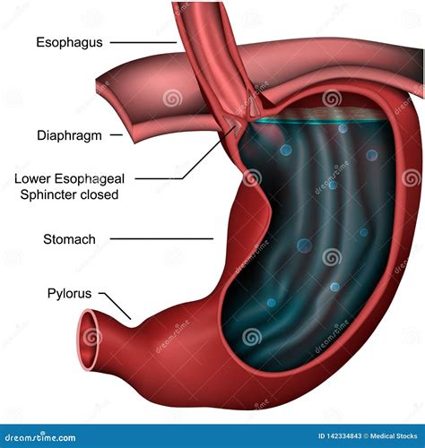 Esophageal Sphincter Anatomy 3d Medical Illustration on White ...