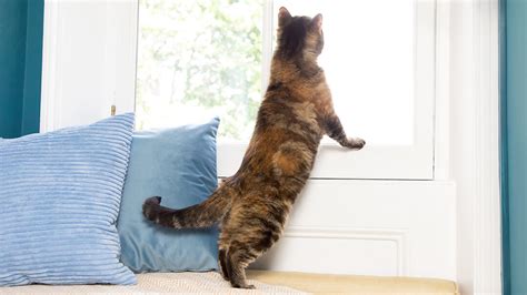 Is it Cruel to Never Let a Cat Outside? - Ibiyaya Pet Products